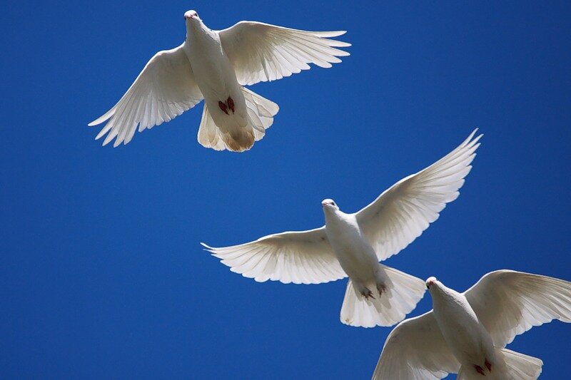 Фото из интернета