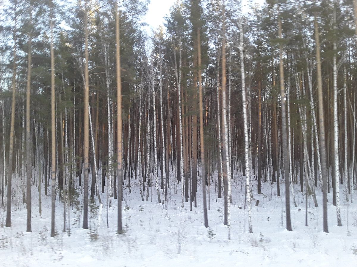 Зимний лес
