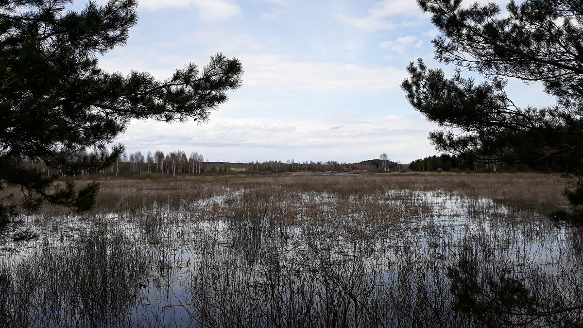 Новая жизнь озера, реки и болота | Мобильная фотография | Дзен