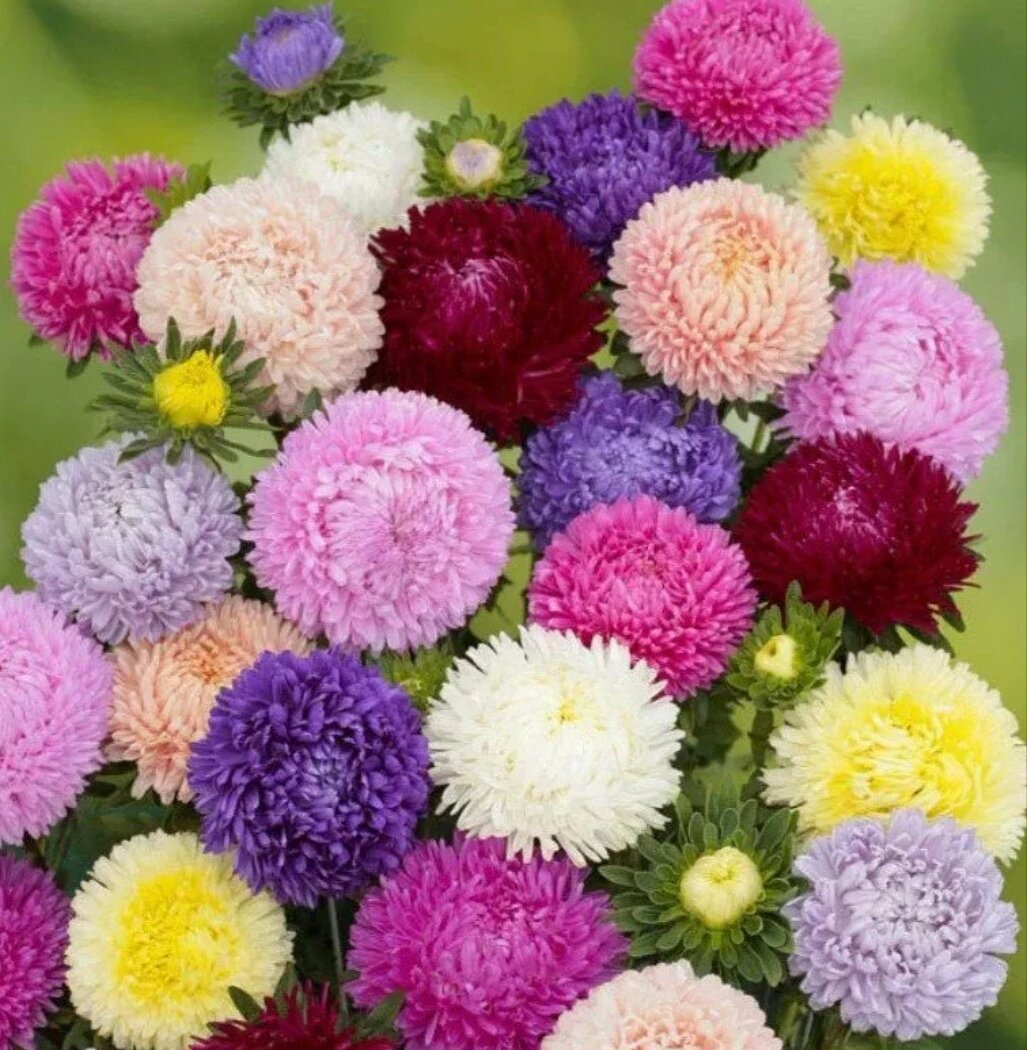 Астра Леди Корал