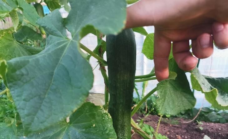    Выращивание огурцов от посева до сбора урожая – все ли хитрости вы знаете?