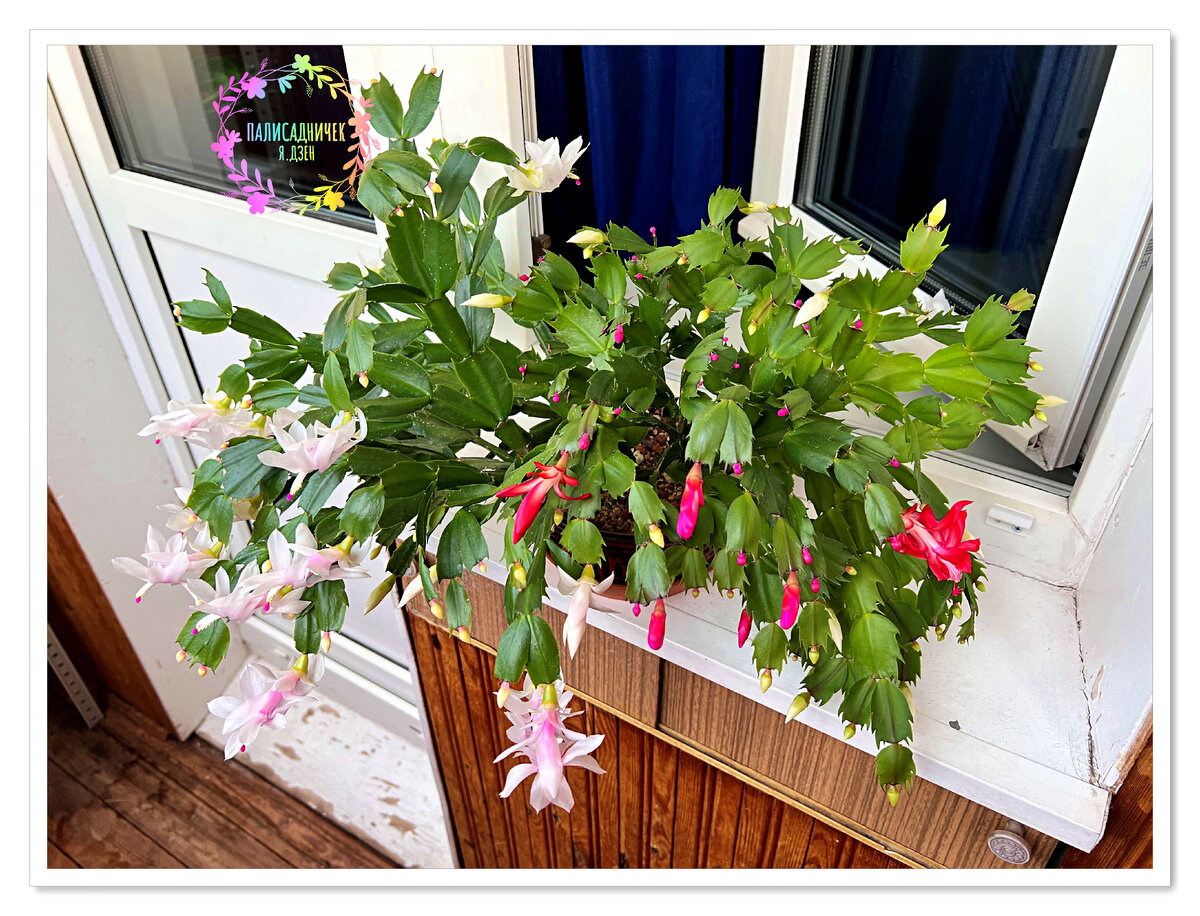 Белые с алыми в горшочке — одно из моих любимых сочетаний.