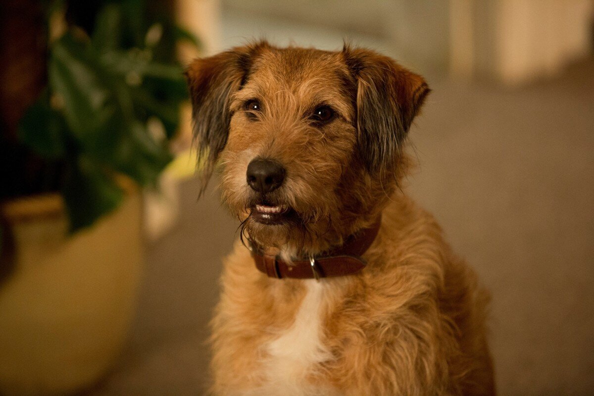 Дэннис, пес главного героя