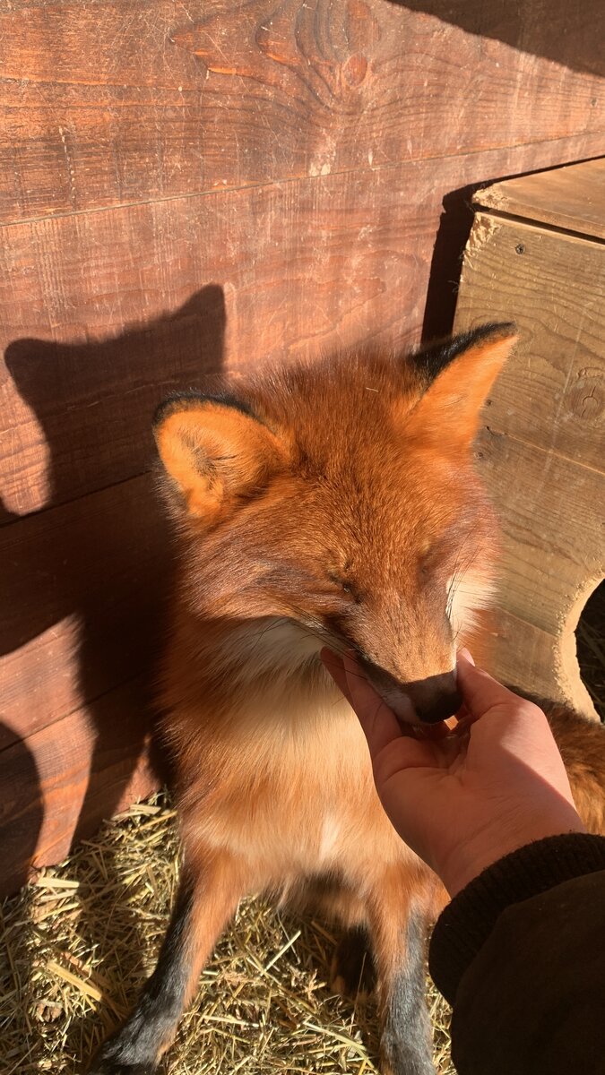 Домашний Лис - David Diaz