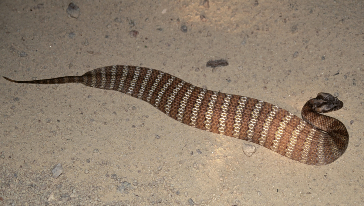 Гадюкообразная смертельная змея: Австралийская драма. Опасная рептилия стала жертвой атаки токсичных жаб