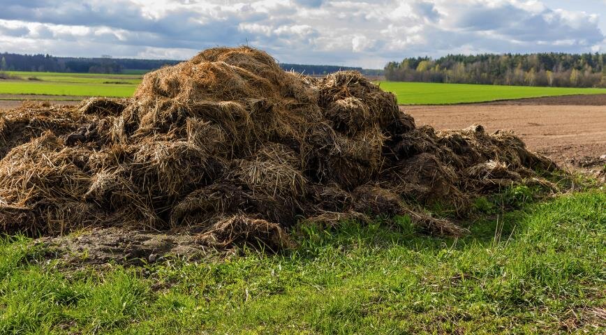 коровий навоз с соломой в поле
