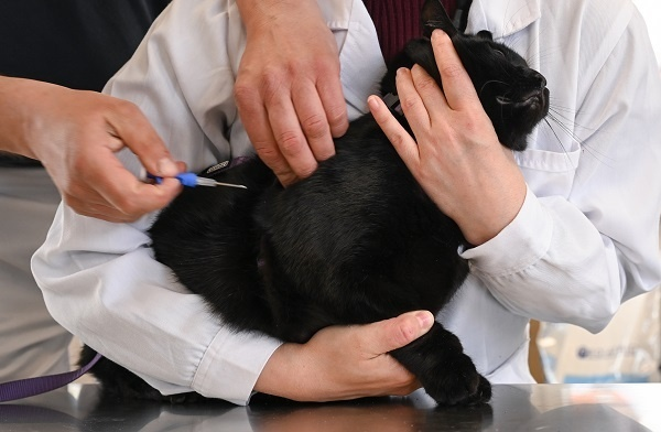 Фото: dpa/picture-alliance/Arne Dedert