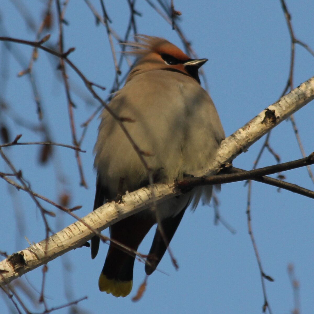 Свиристель - слово мужского рода. К нам прилетел свиристель.