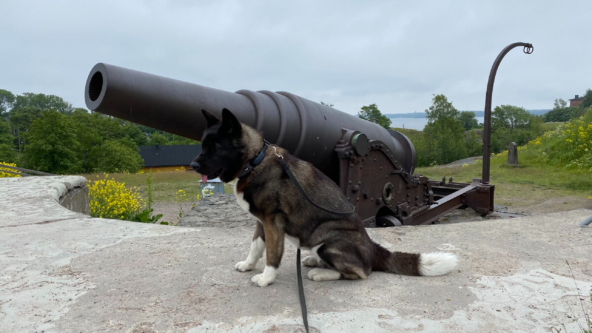 Наша красавица