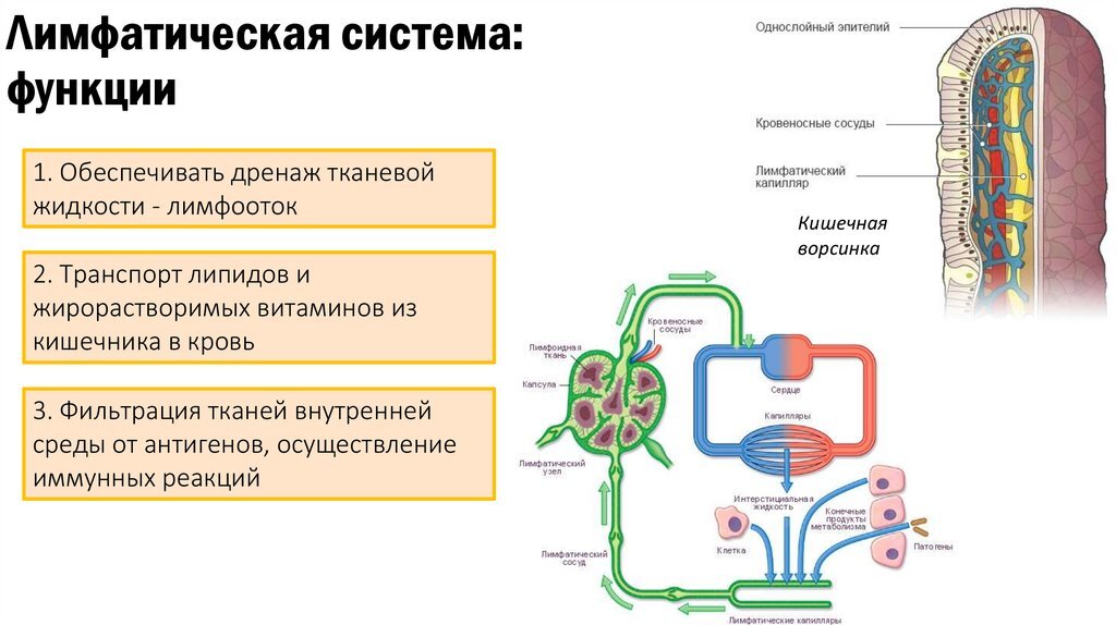 Основные функции лимфатической системы. Лимфатическая система органы и функции. Системы органов человека лимфатическая система. Характеристика лимфы и ее функции. Какие функции выполняет лимфа удаление мочи.