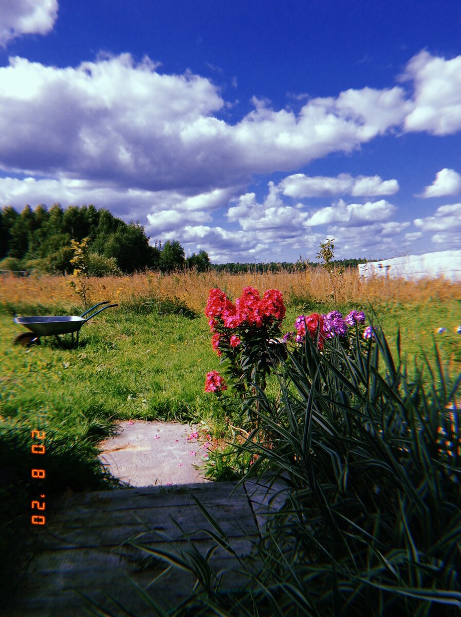 Красавцы мои