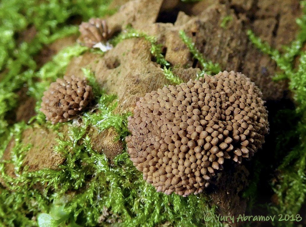 Шагающие грибы. Тубифера ржавая Tubifera ferruginosa. Tubifera ferruginosa.