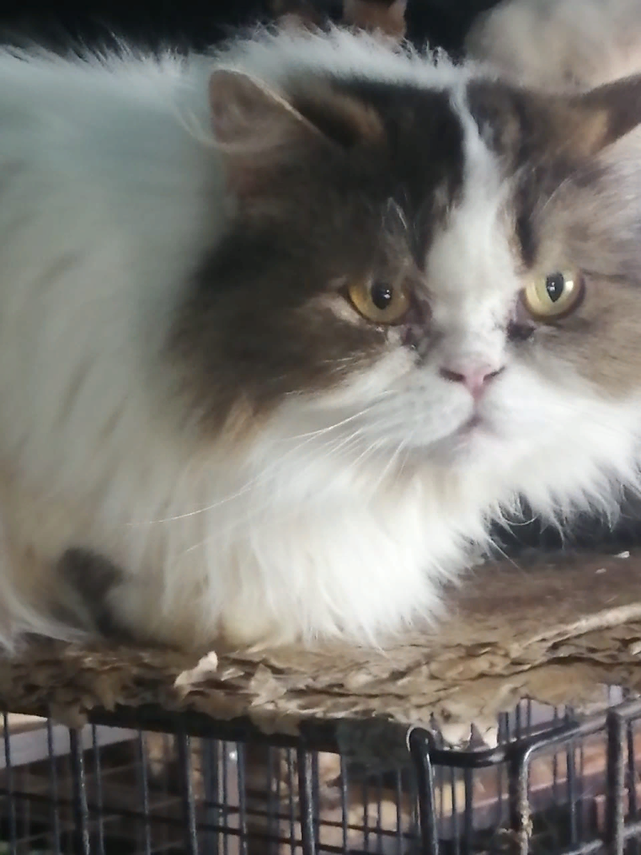 Вот такое пушистое чудо живет в нашем приюте и очень ждет, когда его усыновят!