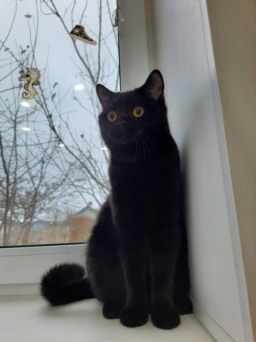 Вот она - леди!