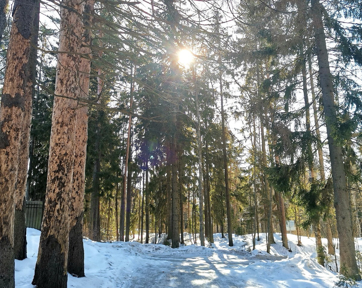 Приехали в лес