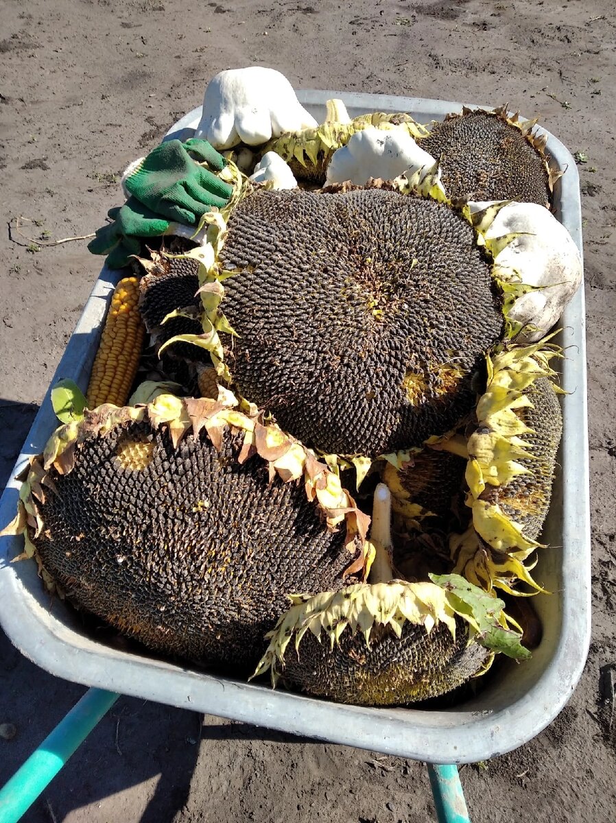 Урожай 2022 все семечки с удовольствием съели за зиму синички.