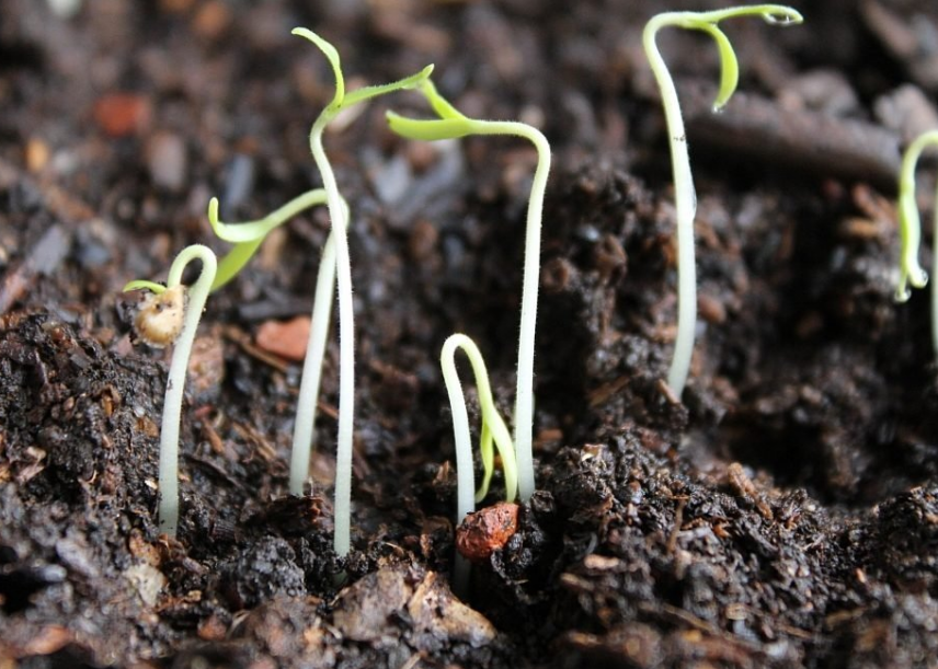 Фотография взята из источника yastroyu.ru