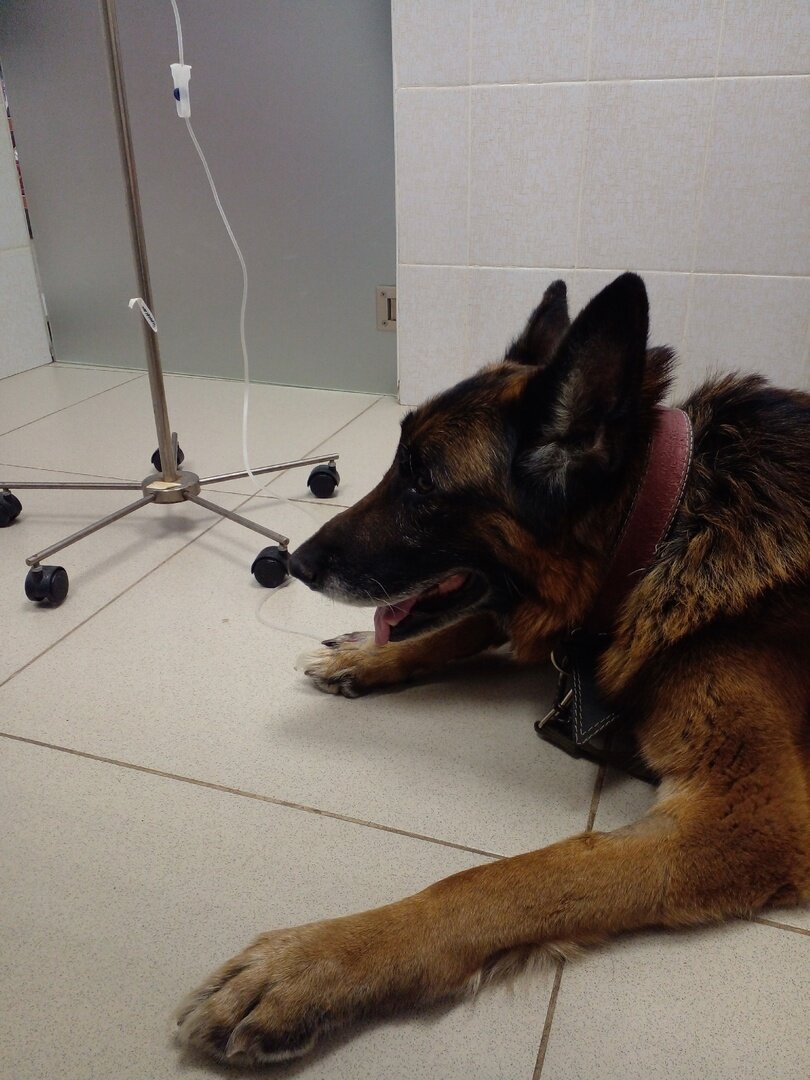 Эрих на капельнице 19 марта в воскресенье. Фото автора. 