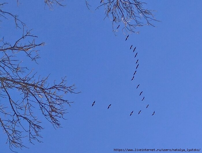 Летит по небу клин усталый | Юрий Беридзе | Дзен