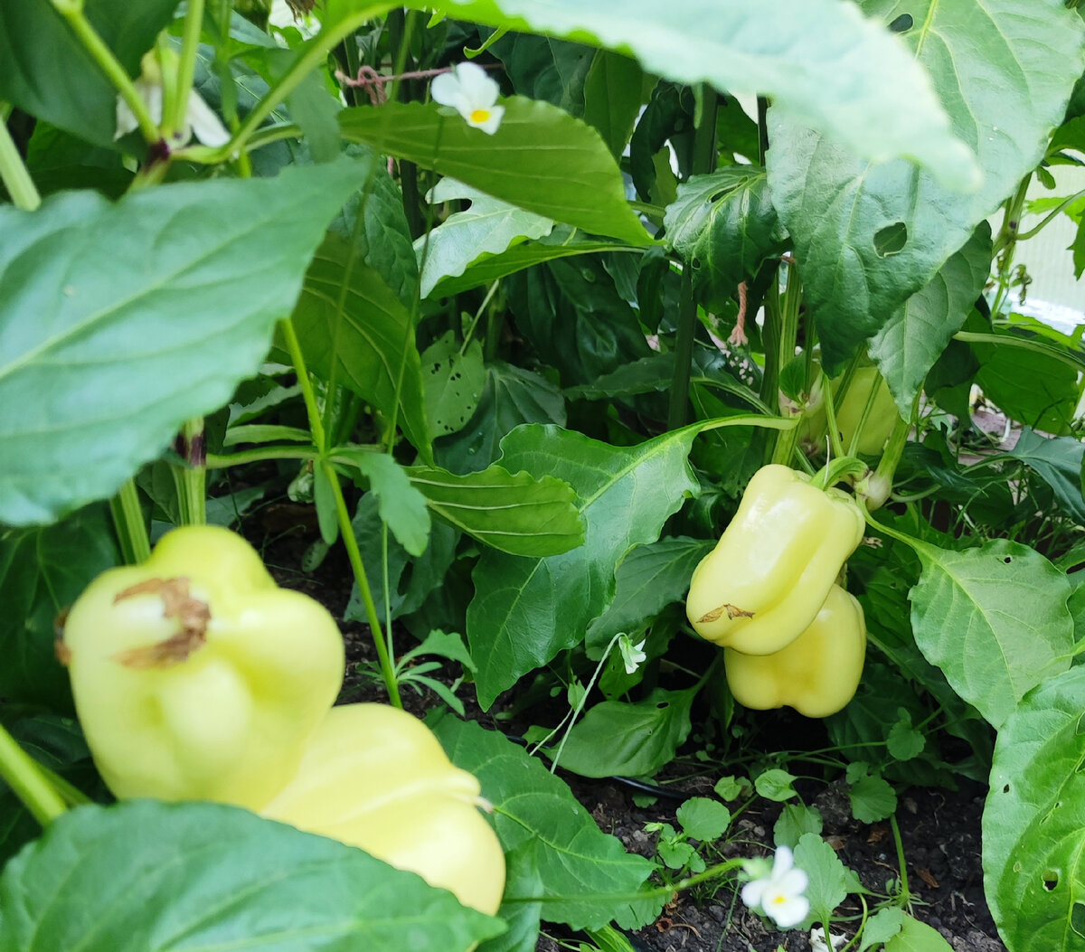 Результат работы на земле радует (фото из личного архива)