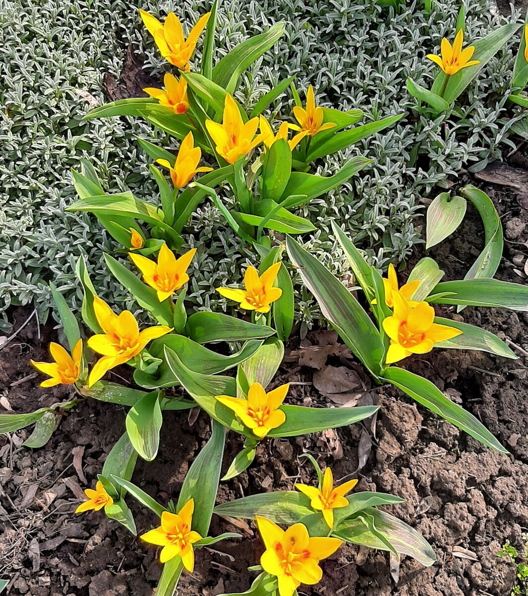 Тюльпаны в дневное время 05.04.2023