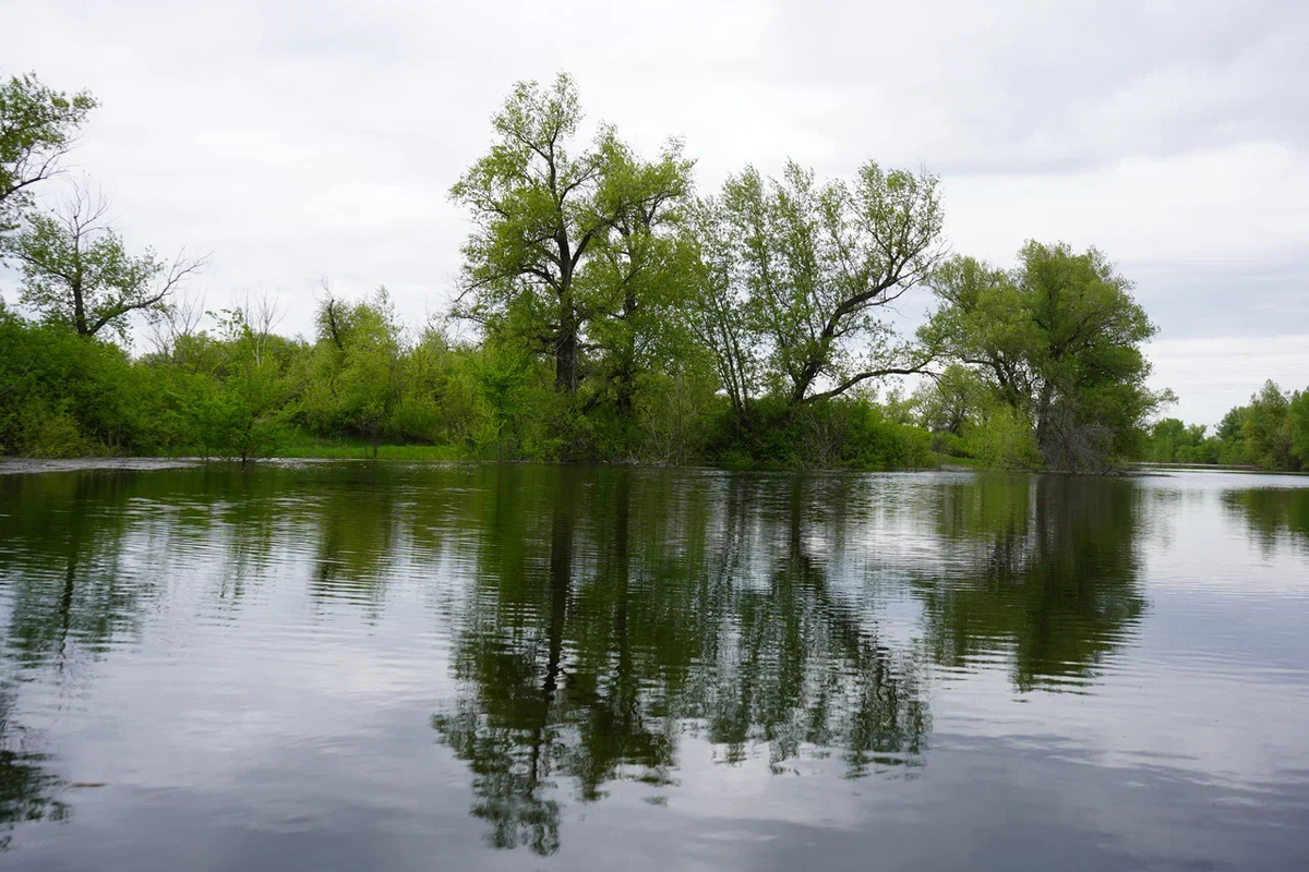 Волго-Ахтубинская пойма (Волгоградская область). Авторское фото волгоградского ученого и фотографа Елены Попковой: https://www.saatchiart.com/account/artworks/1599809
