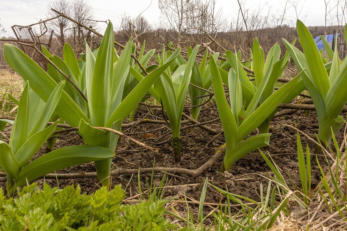 💓8 видов многолетнего лука на перо, плюс один нежный и красивый | Любимая  Дача. Сад и Огород | Дзен