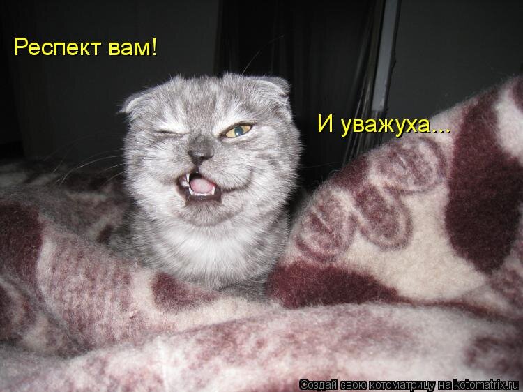 Котики взяты из свободного доступа в сети и являются собственностью авторов.