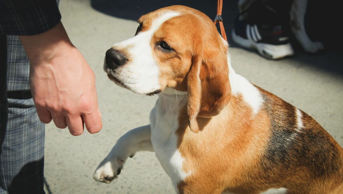     В одной из девятиэтажек Старого Кировска ежедневно слышен собачий визг.