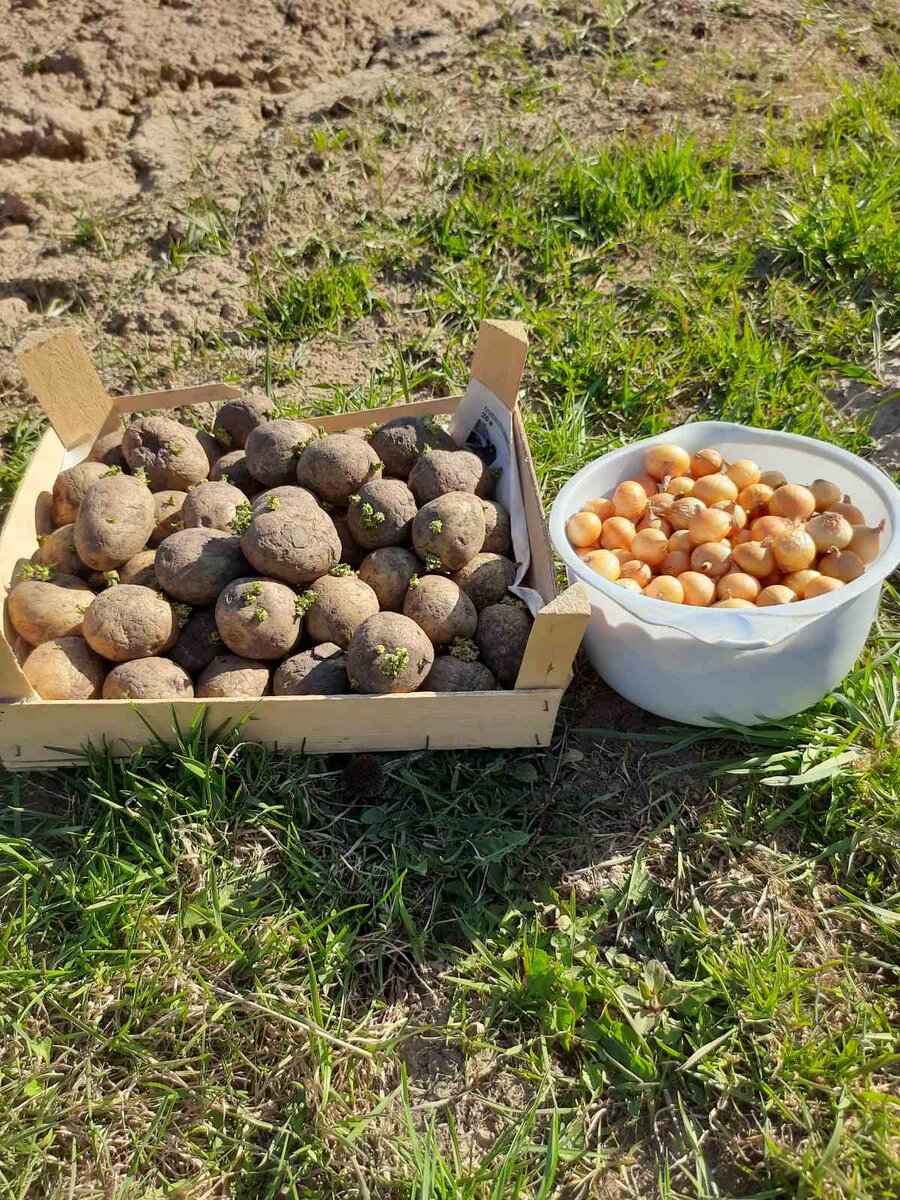 У картошки росточки хорошие, зелёные. 