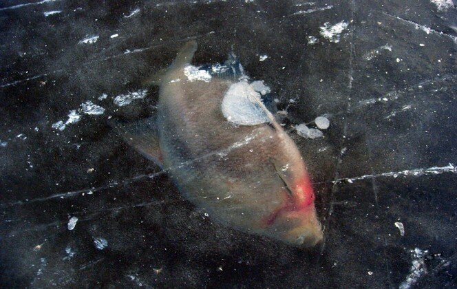 Рыба об лед. Фото из открытых источников