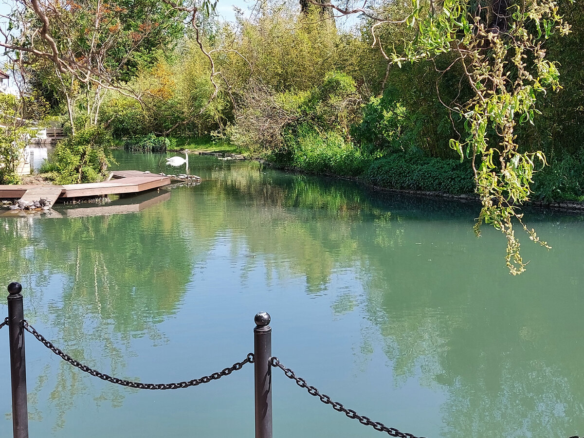 Фото автора Сад Южные культуры Адлер