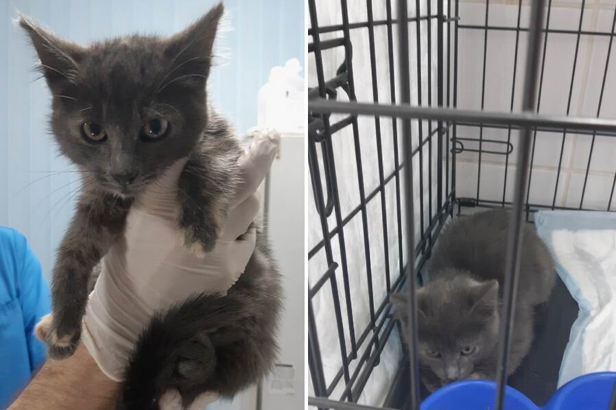 Пойманный деть. Из семейного архива