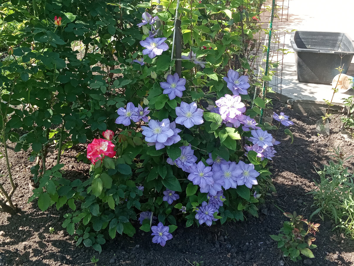 Клематис Тешио - фото 2022 года