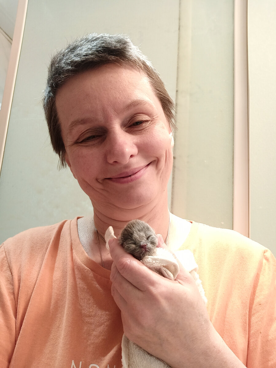 Моя работа Я заводчик британских кошек . Юлия Курофф. Питомник британских кошек Silvery Snow 