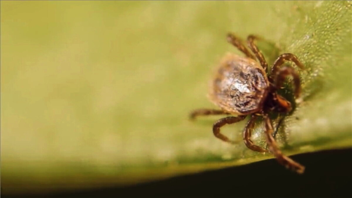    Аппетит растёт: югорчан стали чаще кусать клещи. Как обезопасить себя от незваных гостей?