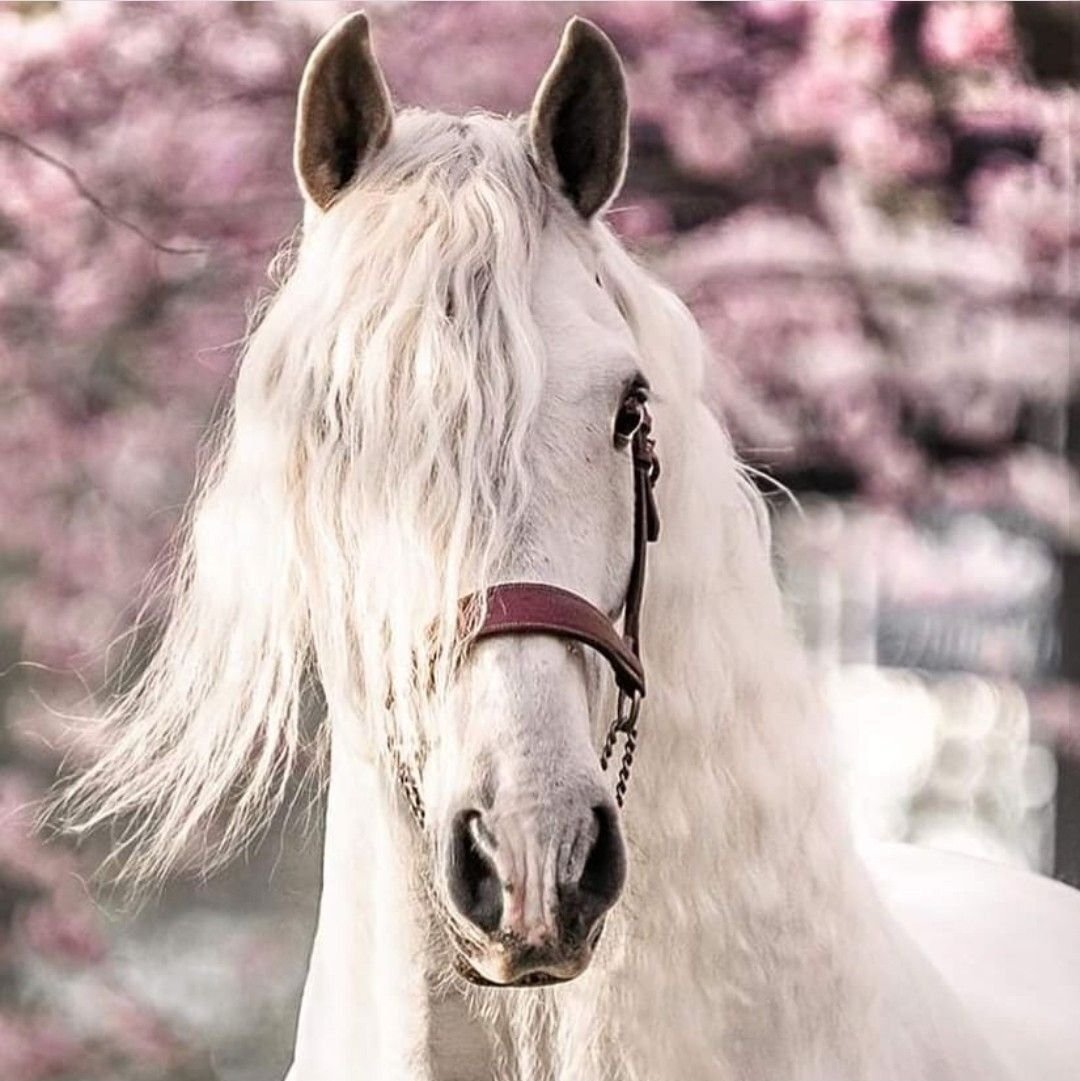 Белоснежные лошадки. Лошадь фриз альбинос. Красивый конь. Красивые лошадки. Белая лошадь.
