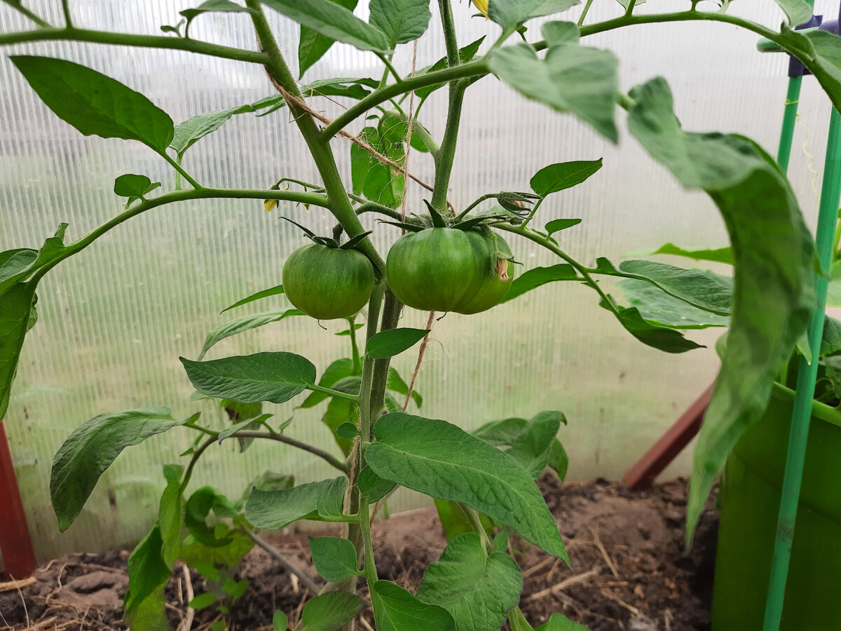 Томат Черный Айсберг 23 мая