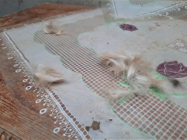 Здесь явно был, как минимум, один рыжий кот