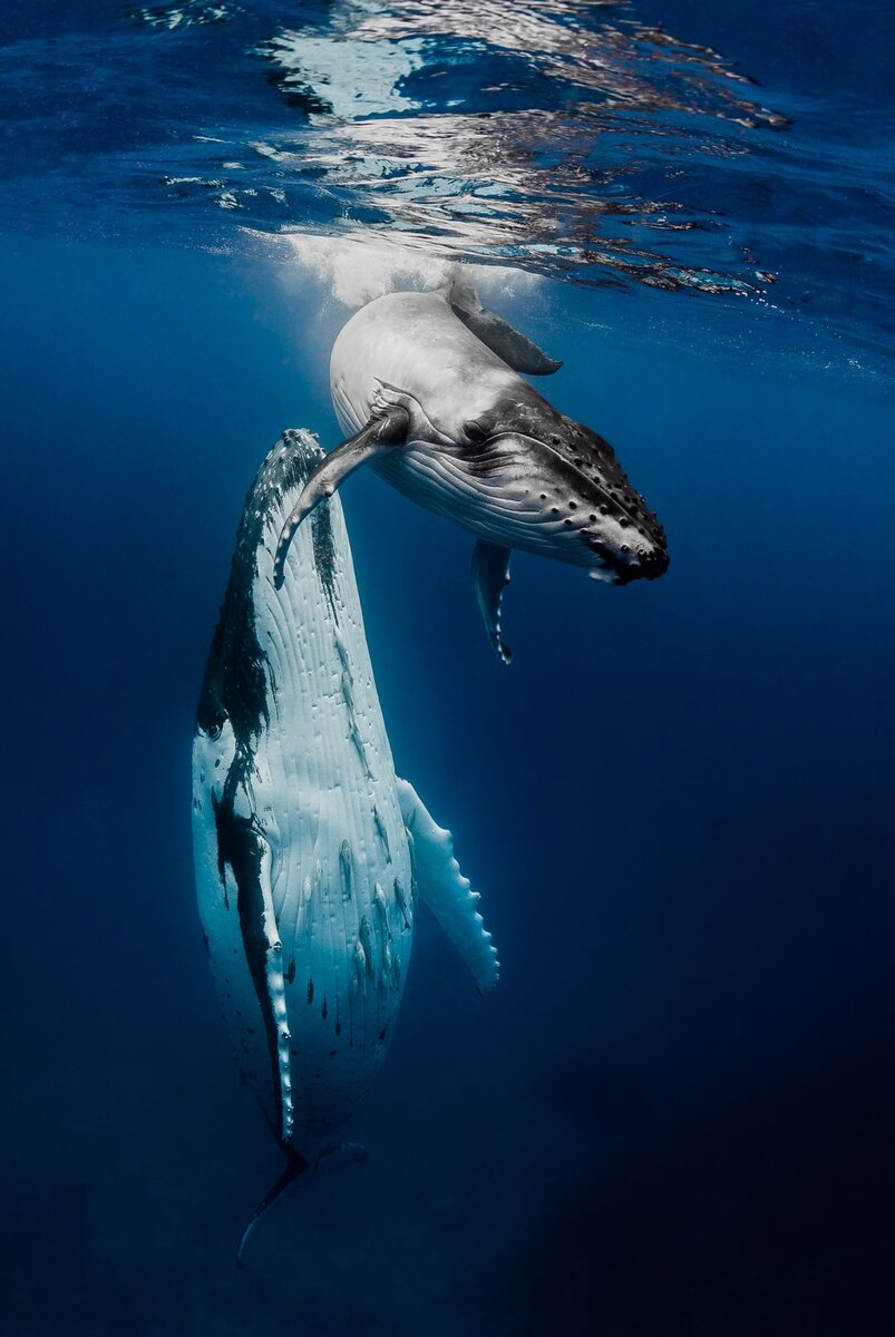 
Джастин Бран - Игривый

