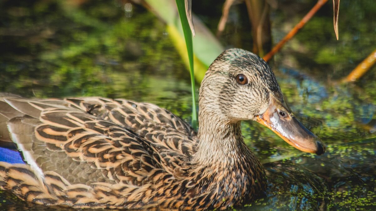    Странный перекус детей засняли прогуливающиеся по Кашкадану уфимцы 29 июня.