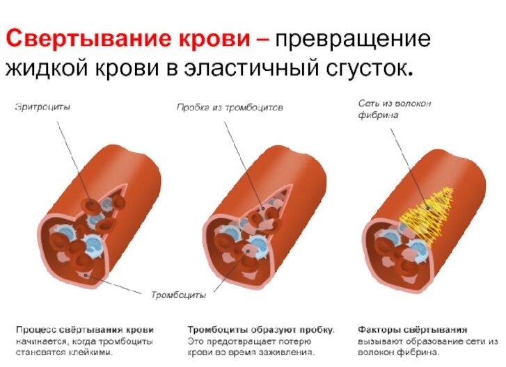 Илюстрация из открытых источников
