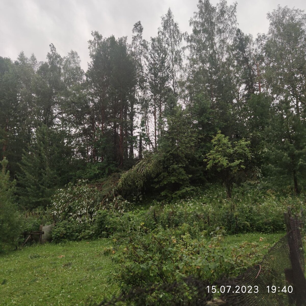 Заваленные деревья за участком