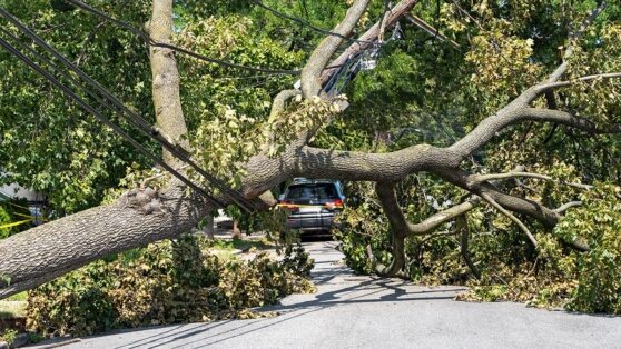    Власти Подмосковья вслед за Москвой рекомендовали жителям не посещать парки из-за непогоды Ирина Петрова
