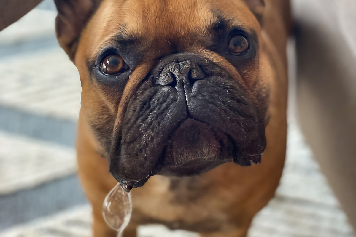 Бульдог 10. Английский бульдог. Английский бульдог породы собак. Английский бульдог. Бульдог 10.