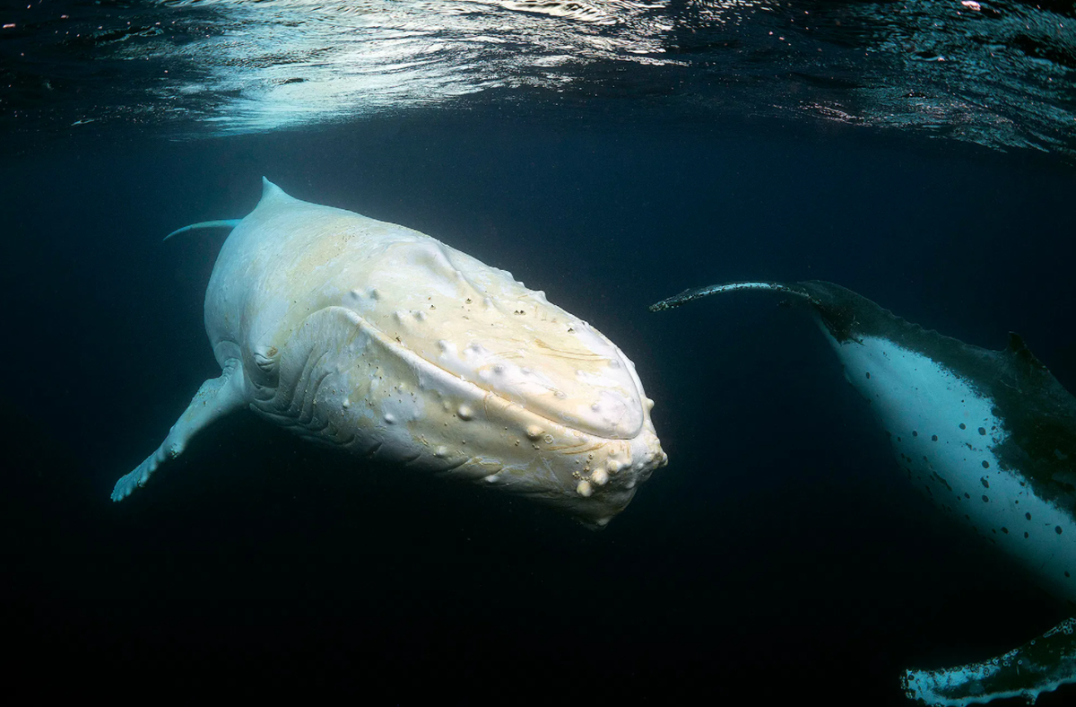 Белуха в черном море