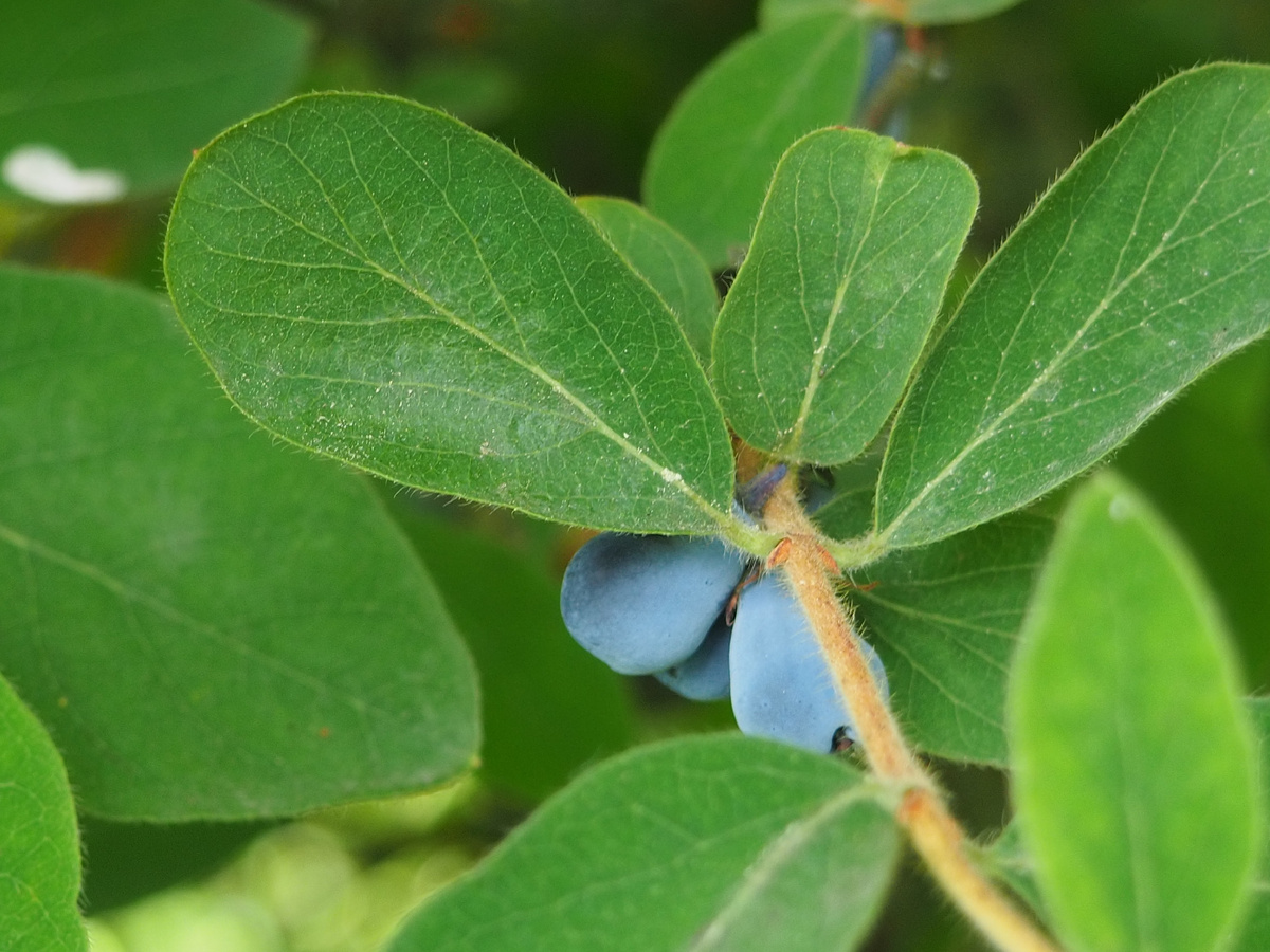 Очень красивая ягодка