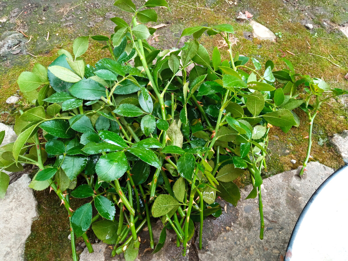 Срезанные побеги