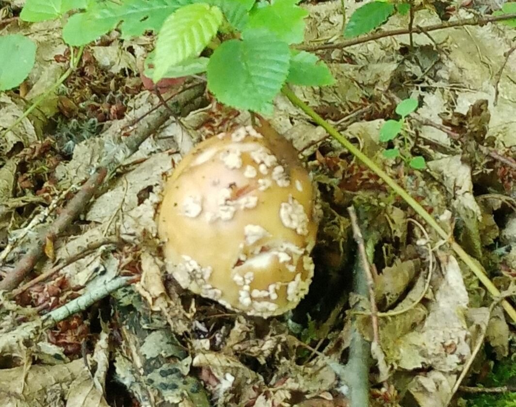 Мухомор и этим все сказано 