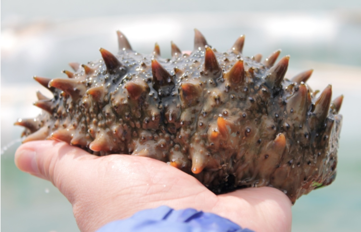 В нашей стране больше всего трепангов обитают в заливе Петра Великого